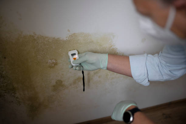 Professional Mold Removal in Rivanna, VA