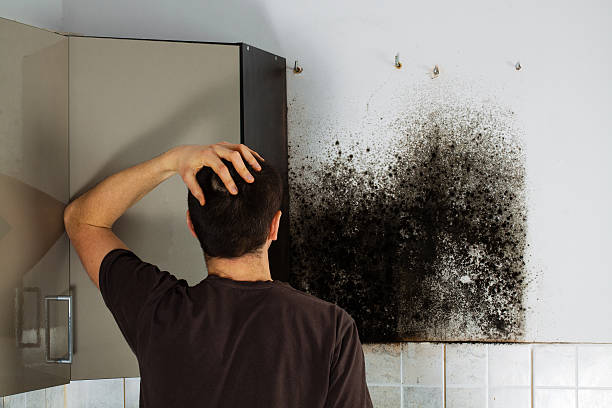 Mold Removal Process in Rivanna, VA